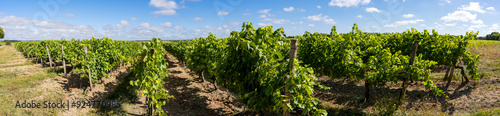 Panoramic View of Lush Green Vineyard Under Blue Sky