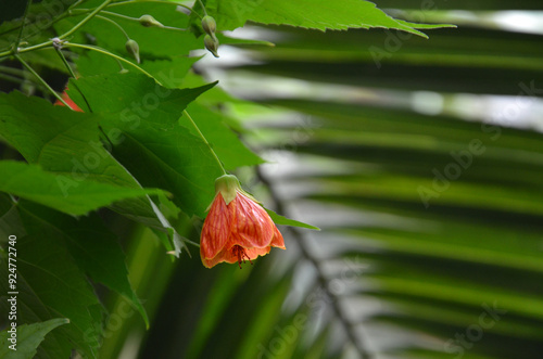 Branch of blooming red trumpet plant leaves and bud s. Closeup photo .Planting ,gardening, landscaping concept.. photo