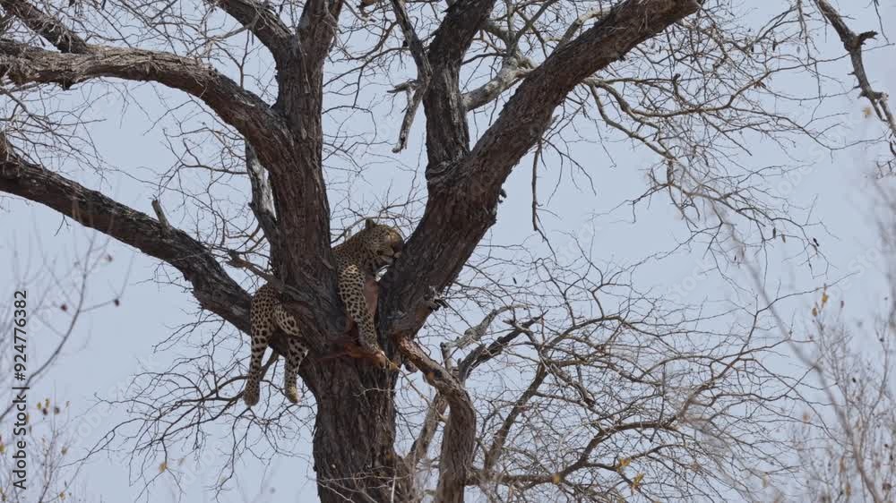 Big male leopard with a full belly resting in a tree with his kill Big male leopard with a full belly resting in a tree with his kill