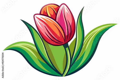 Single Red and Pink Tulip with Green Leaves