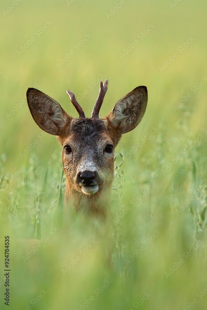 Buck deer hidden in the grass Buck deer hidden in the grass