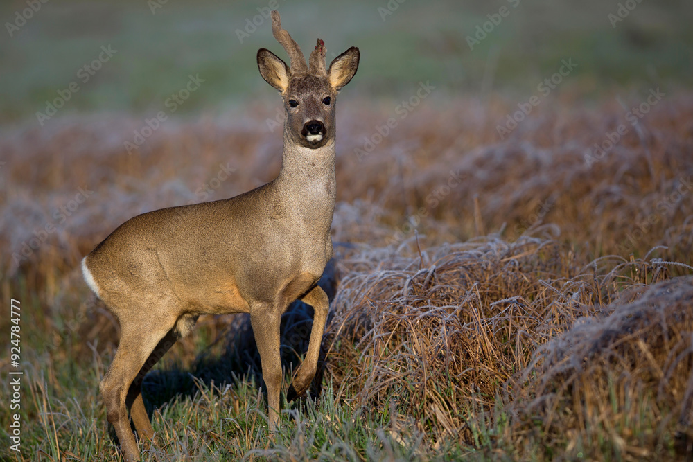 Buck deer in a clearing in the wild Buck deer in a clearing in the wild