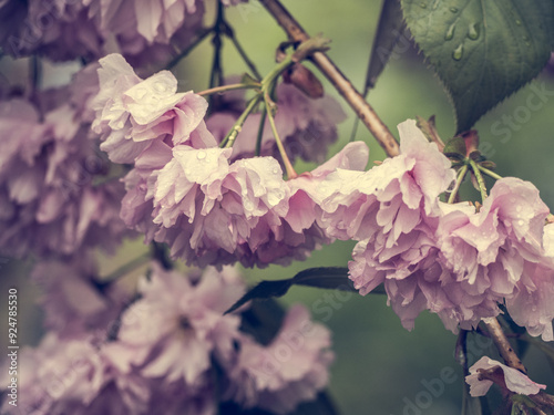 Foreground of pink wet flowers with effect vintage