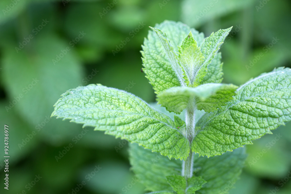 Peppermint in herbal garden isolated on blur background. Peppermint in herbal garden isolated on blur background.
