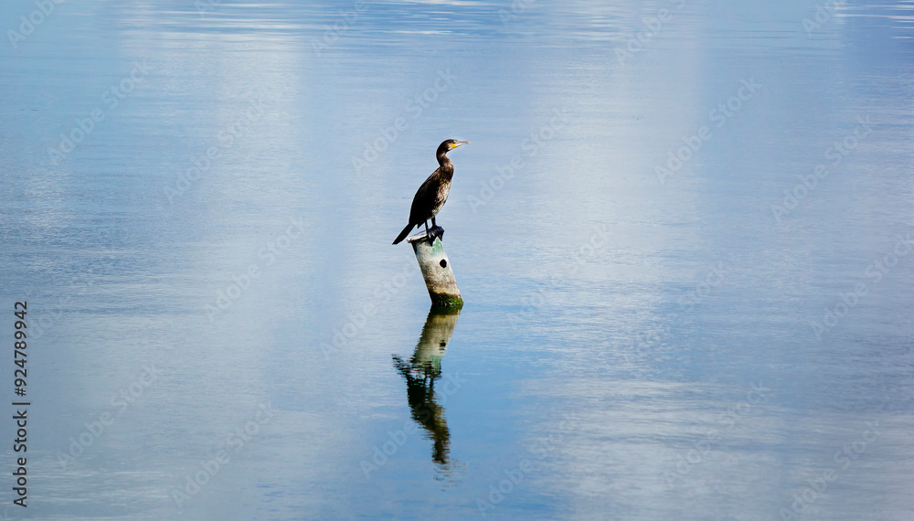 Great cormorant Phalacrocorax carbo sits on a stick in the sea. The great cormorant Phalacrocorax carbo, known as the great black cormorant or black cormorant. Great cormorant Phalacrocorax carbo sits on a stick in the sea. The great cormorant Phalacrocorax carbo, known as the great black cormorant or black cormorant.