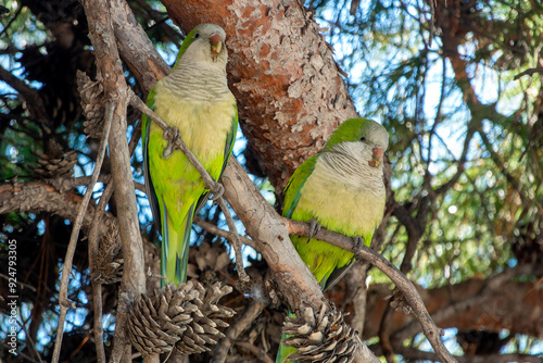 Photography Rose-ringed parakeet