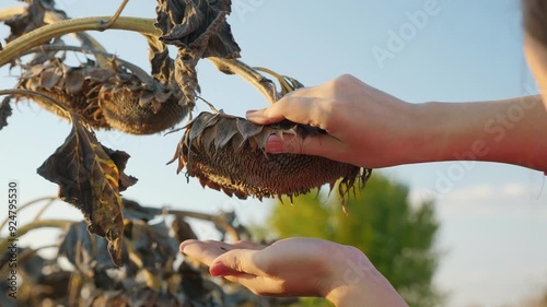 A woman farmer beat down sunflower seeds into her hand, checking the quality and ripeness before harvesting