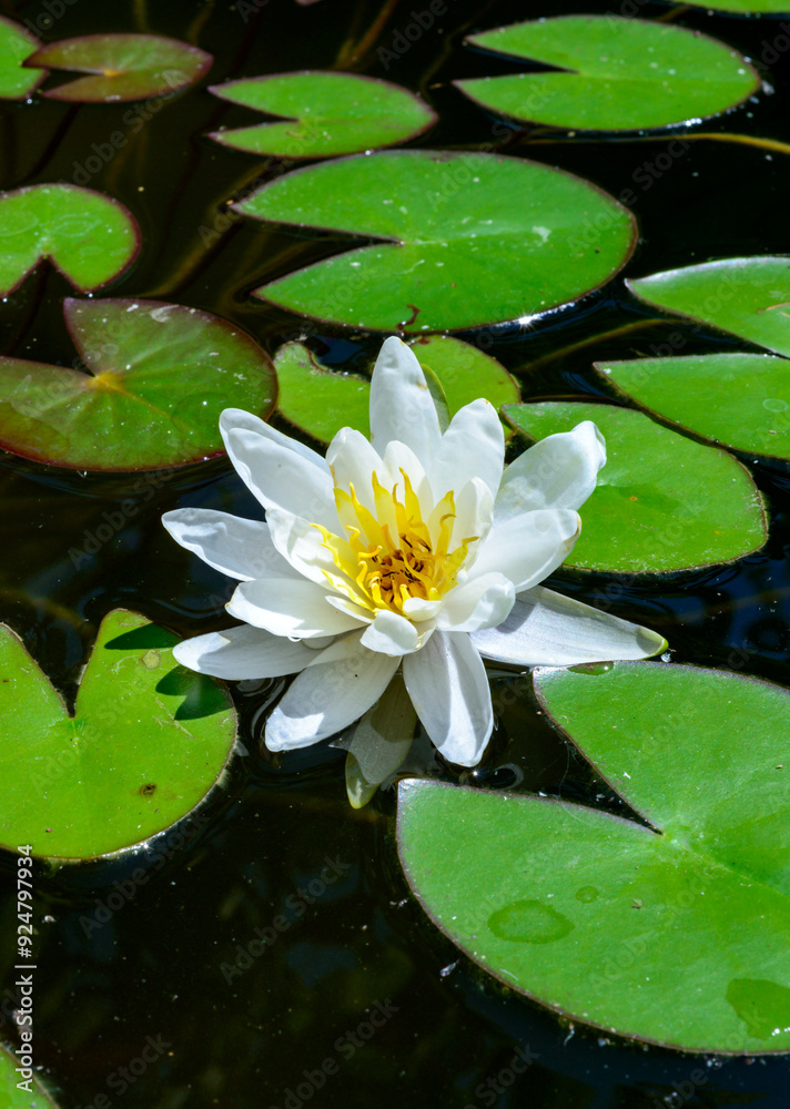 Nymphaea blooming with white flowers in an artificial pond Nymphaea blooming with white flowers in an artificial pond