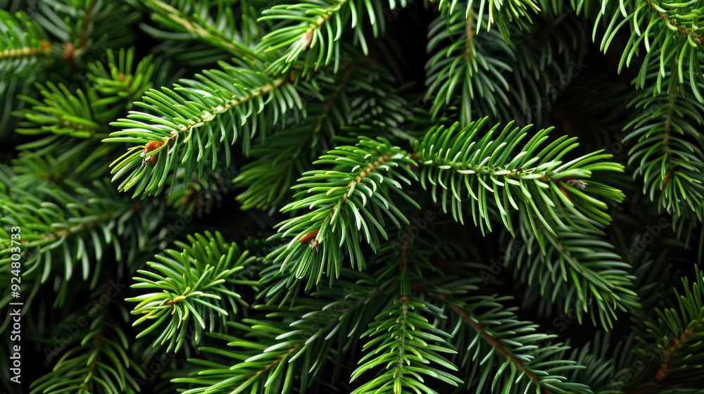 Close-Up of Fresh Pine Tree Branches Close-Up of Fresh Pine Tree Branches