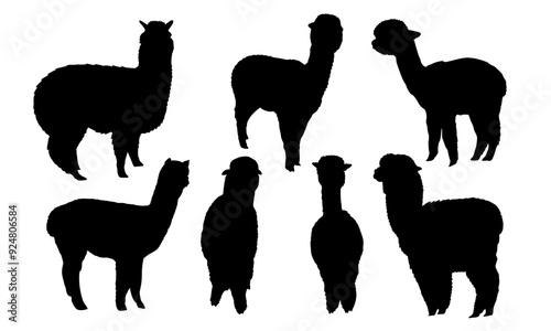 Set of silhouettes realistic alpacas Lama pacos in different colors. Vector animal collection