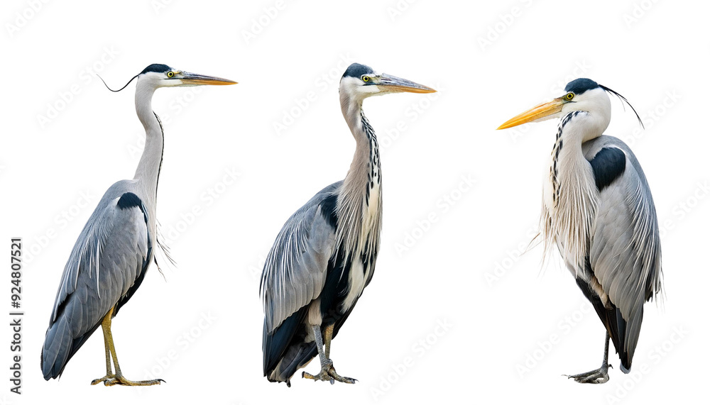 Fototapeta premium Great blue heron standing on water, grey feathers, long beak, white neck on transparent background