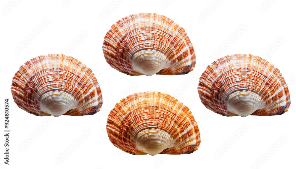 Obraz premium Seashell spiral isolated on on transparent background