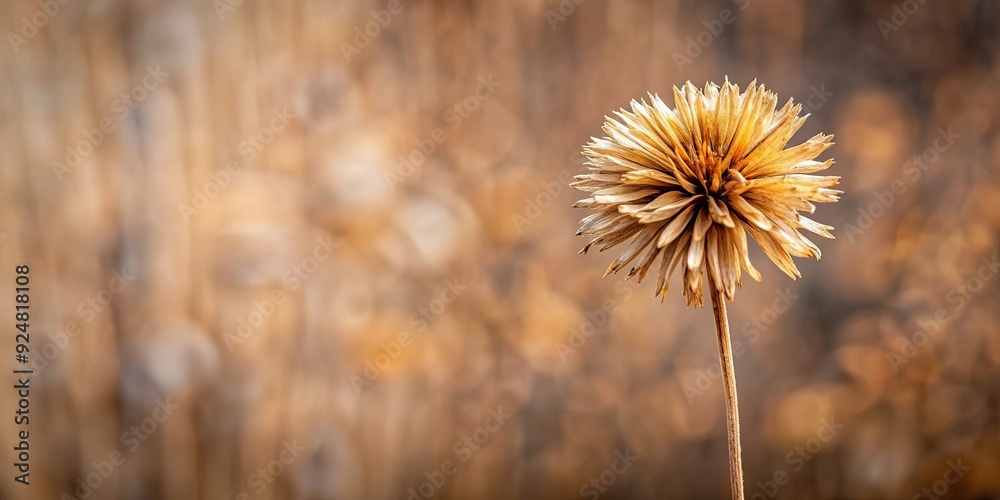 Dried flower on stem, perfect for rustic decor or botanical backgrounds, dried, flower, stem, rustic, decor Dried flower on stem, perfect for rustic decor or botanical backgrounds, dried, flower, stem, rustic, decor