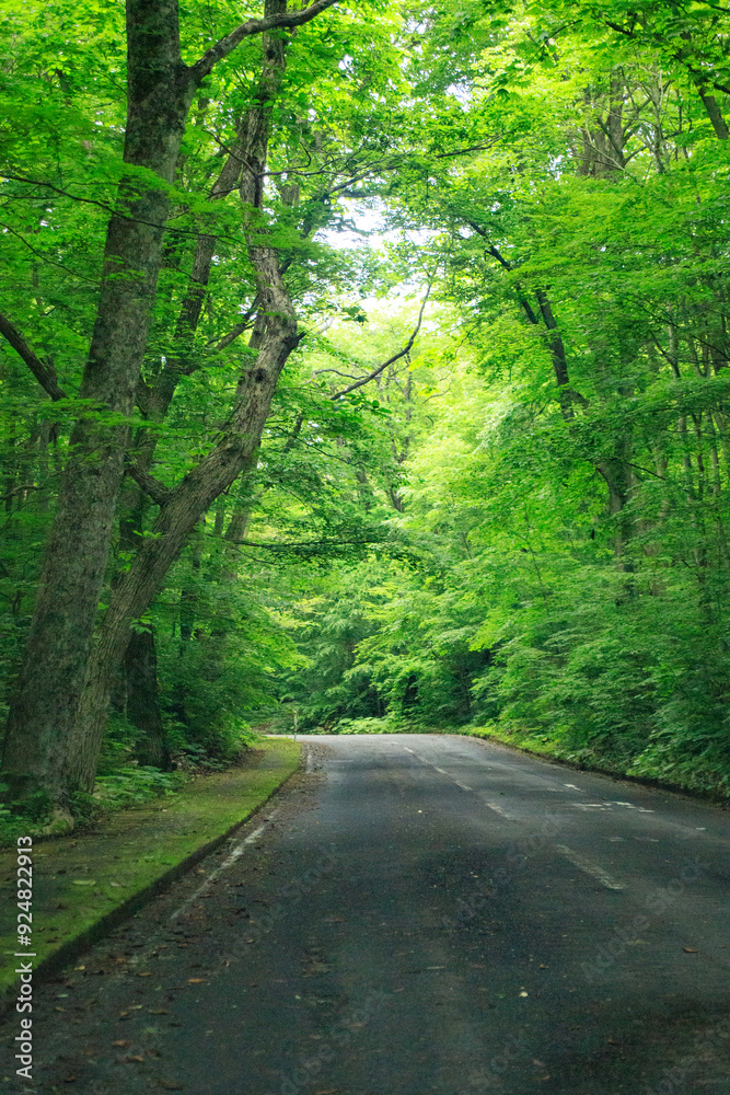 Naklejka premium A Serene Journey Through the Verdant Forest Road