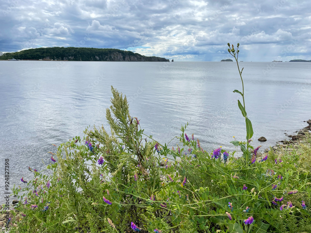 Mouse peas, multi-flowered vetch (Vicia cracca) blooms on the shore of Patroclus Bay in Vladivostok in summer