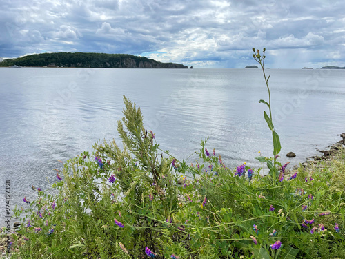 Obraz na płótnie Mouse peas, multi-flowered vetch (Vicia cracca) blooms on the shore of Patroclus Bay in Vladivostok in summer w salonie