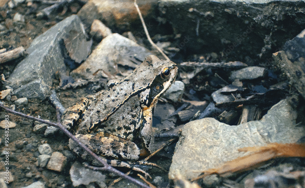 Naklejka premium Grey forest frog sitting on ground in stones close up, The common frog or grass frog (Rana temporaria) camouflaged