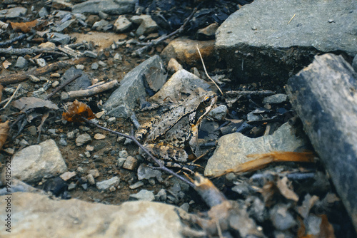 Grey forest frog sitting on ground in stones close up, The common frog or grass frog (Rana temporaria) camouflaged