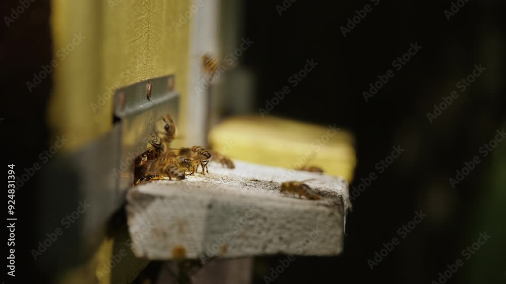 Close-up honey bees fly in and out of a wooden hive collecting pollen, slow-motion shot. Beekeeping concept, bee agriculture Close-up honey bees fly in and out of a wooden hive collecting pollen, slow-motion shot. Beekeeping concept, bee agriculture