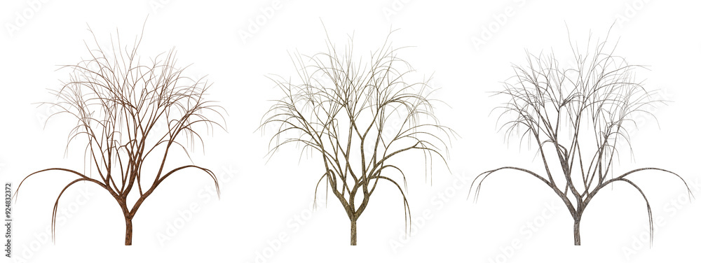 Three colored trees on transparent background Three colored trees on transparent background