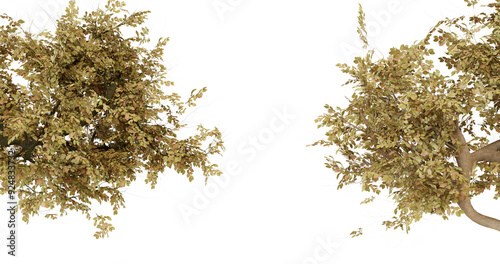 Dried seaweed isolated on transparent background