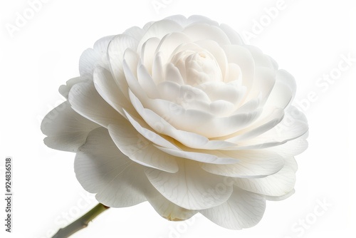 White camellia flower in full bloom on white background