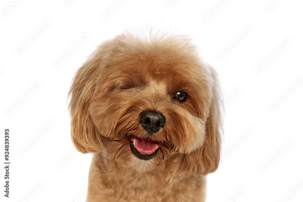 Portrait of beautiful fluffy dog, happy, adorable purebred Poodle smiling isolated on white background. Concept of animals, domestic pet, care, vet, joy and fun, pet friend. Copy space for ad Portrait of beautiful fluffy dog, happy, adorable purebred Poodle smiling isolated on white background. Concept of animals, domestic pet, care, vet, joy and fun, pet friend. Copy space for ad
