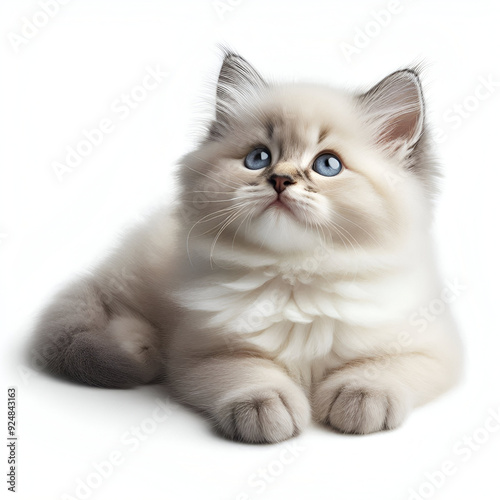 Baby Ragdoll Kitten