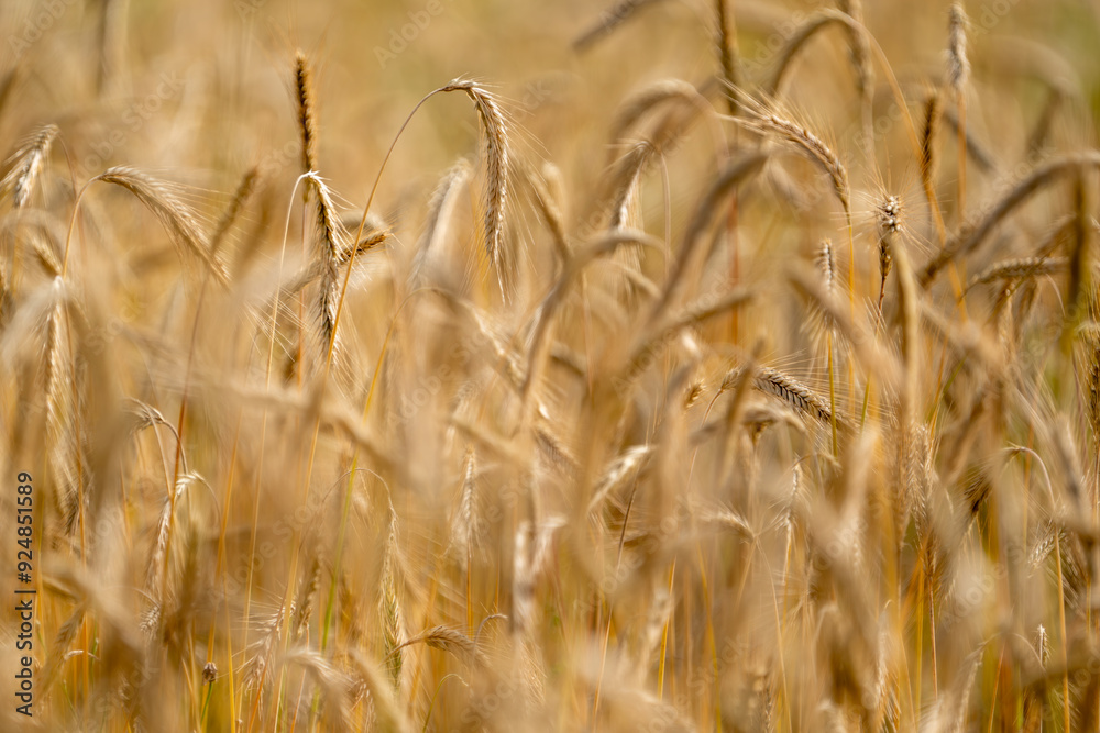 Fototapeta premium Golden grain on farmland