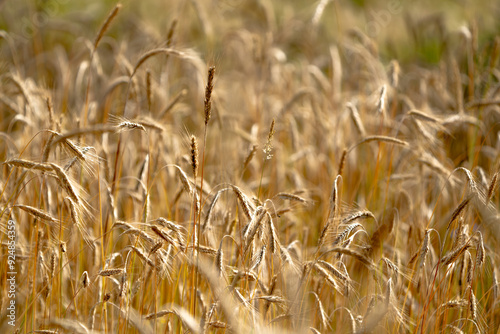 Golden grain on farmland photo