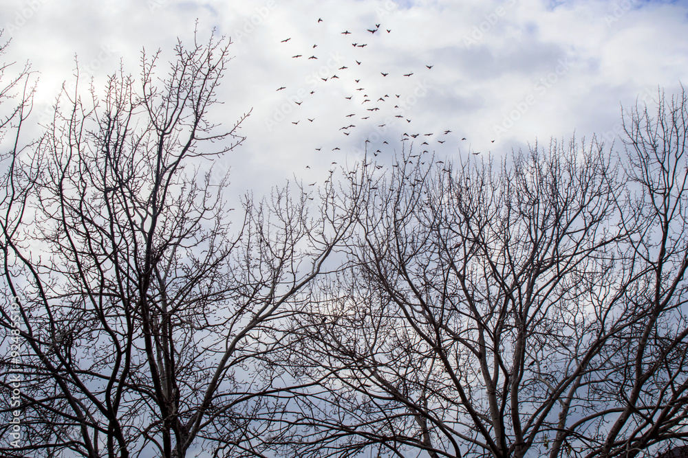 flock of birds flying over the winter trees flock of birds flying over the winter trees