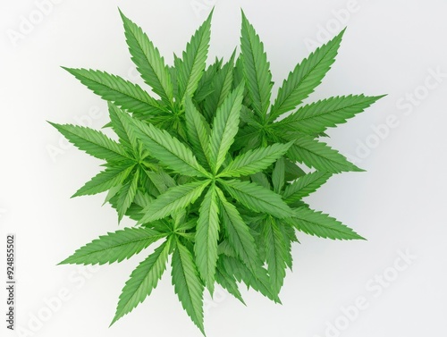 lush beautiful cannabis leaves gathered from the bottom to the center of the image, white background, high detailed professional photo