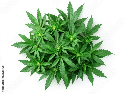 lush cannabis leaves gathered in the center of the image isolated on white, high detailed professional photo