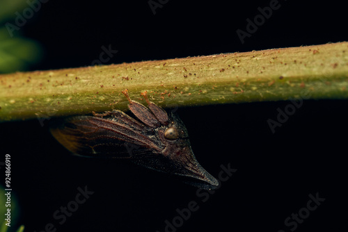 Details of a black enchenopa walking on a green leaf. photo