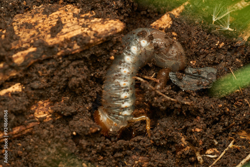 Foto a giant larva in the ground