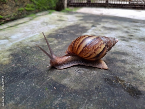 Lissachatina fulica is a species of large land snail that belongs in the subfamily Achatininae of the family Achatinidae. It is also known as the Giant African land snail. photo