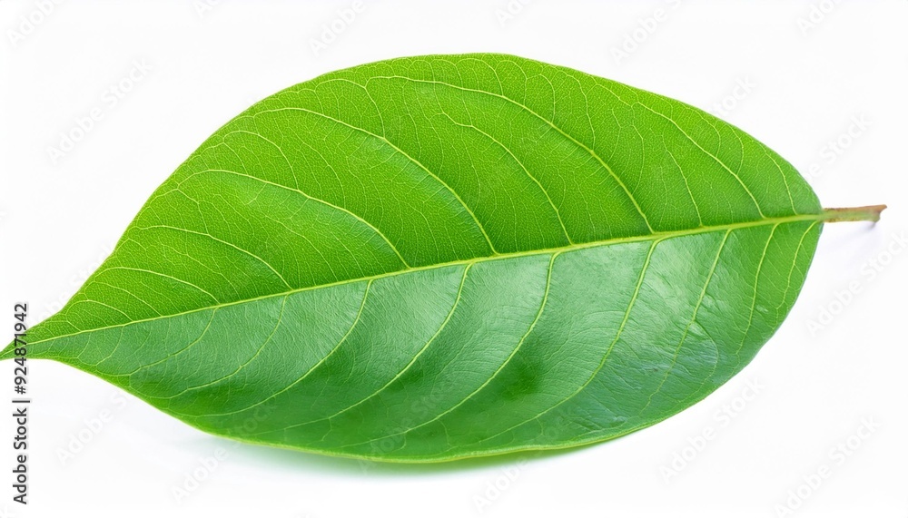 Fototapeta premium Ecology concept featuring vibrant green leaves, symbolizing environmental sustainability and nature conservation, set against a clean, white background. This image highlights the importance of eco-fri