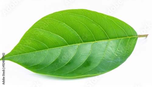 Ecology concept featuring vibrant green leaves, symbolizing environmental sustainability and nature conservation, set against a clean, white background. This image highlights the importance of eco-fri