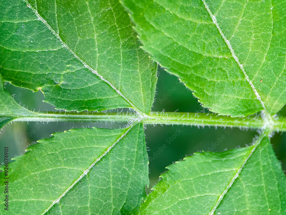 Fototapeta premium Detailed view of plants in nature. Background images.