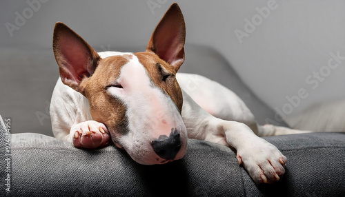 bullterrier sleeping on the couch photo