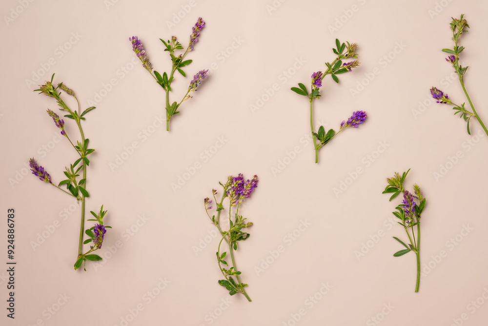 Flowers on beige background. Flat lay, top view Flowers on beige background. Flat lay, top view