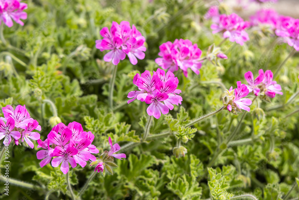 A bright pink Pelargonium geranium flowers with green burgeons and leaves are in the summer garden A bright pink Pelargonium geranium flowers with green burgeons and leaves are in the summer garden