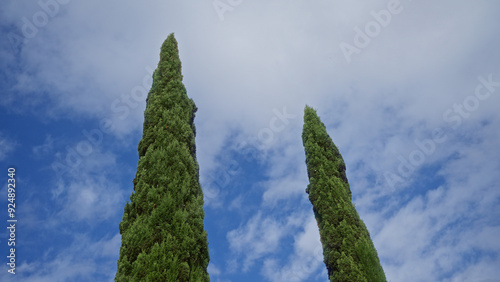 Two tall italian cypress trees cupressus sempervirens stand prominently against a blue sky in mallorca, balearic islands outdoors photo