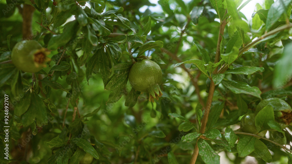 Closeup of green pomegranate fruit hanging from branches with lush foliage under bright sunlight in mallorca, balearic islands, showcasing the natural beauty of the outdoors. Closeup of green pomegranate fruit hanging from branches with lush foliage under bright sunlight in mallorca, balearic islands, showcasing the natural beauty of the outdoors.