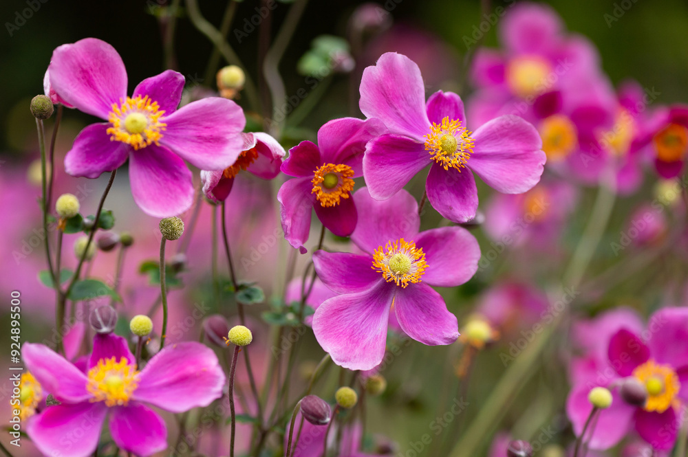 Fototapeta premium シュウメイギクの花壇