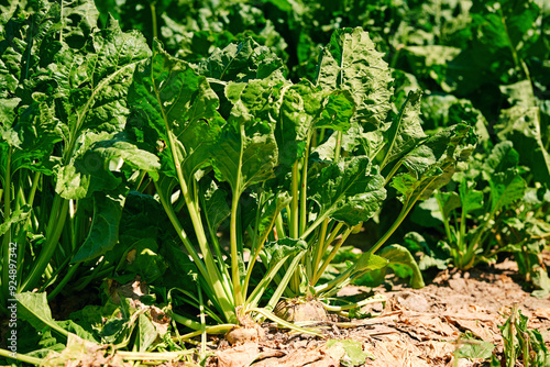 Green sugar beet root, agricultural field. Lush plantation, crop cultivation. Sugar beet growth on farm field. Selective focus.