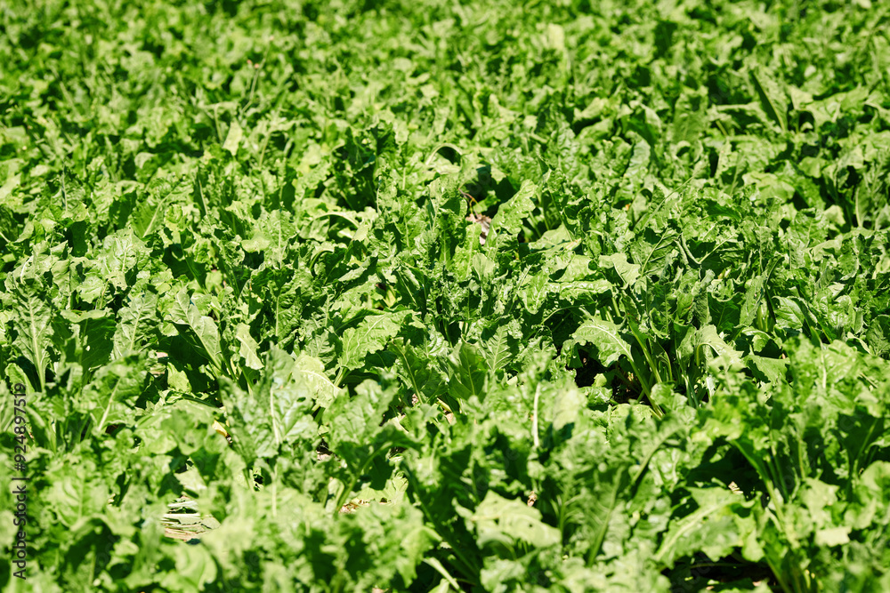 Green sugar beet root, agricultural field. Lush plantation, crop cultivation. Sugar beet plantation, green leaves spread across the field. Farm field. Selective focus. Green sugar beet root, agricultural field. Lush plantation, crop cultivation. Sugar beet plantation, green leaves spread across the field. Farm field. Selective focus.