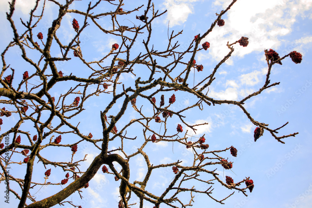 branch of a tree with red berries branch of a tree with red berries