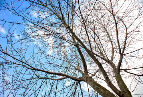 branches against blue sky