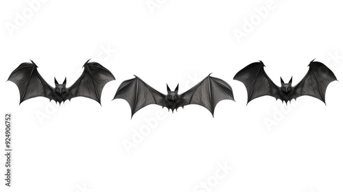 Obraz na płótnie halloween bat and bats
